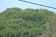 Acridotheres cristatellus