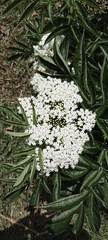 Sambucus australis