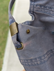 Harmonia testudinaria