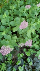 Hylotelephium spectabile