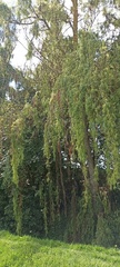 Myricaceae