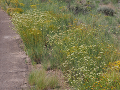 Hymenothrix loomisii