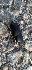 Scyphophorus