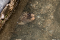 Gymnothorax pseudothyrsoideus