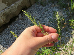 Chenopodium berlandieri