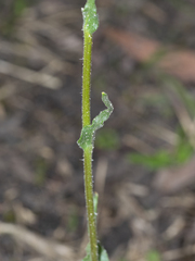 Craspedia variabilis