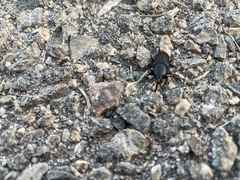 Scyphophorus