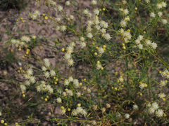 Hymenothrix loomisii