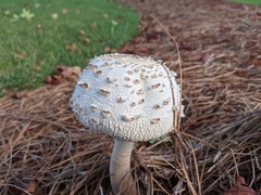 Rhacodium