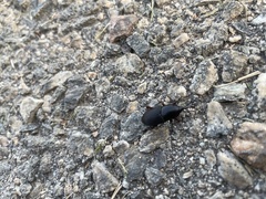 Scyphophorus
