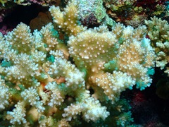 Pocillopora