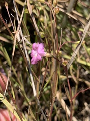 Agalinis decemloba