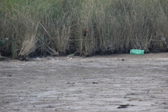 Hymenops perspicillatus