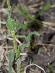 Craspedia variabilis