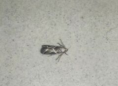 Nyctegretis lineana