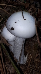 Amanita virosa