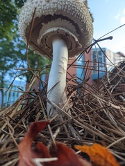 Rhacodium