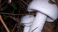 Amanita virosa
