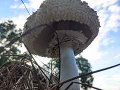 Rhacodium