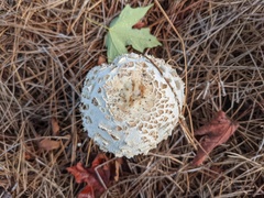 Rhacodium