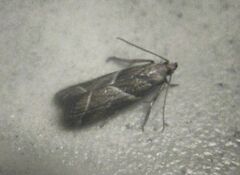 Nyctegretis lineana