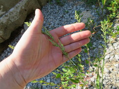 Chenopodium berlandieri