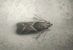 Nyctegretis lineana