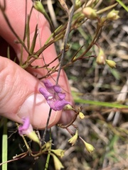 Agalinis decemloba