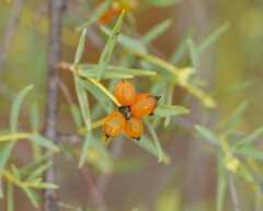 Pimelea microcephala