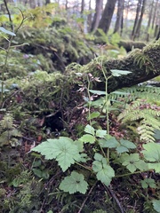 Tiarella trifoliata trifoliata