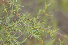 Pimelea microcephala