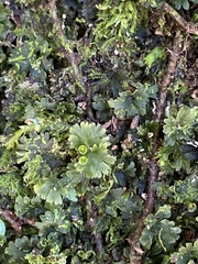 Crepidomanes minutum