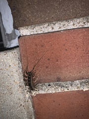 Thereuonema tuberculata