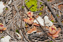 Caryophyllales