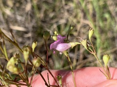 Agalinis decemloba