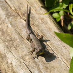 Podarcis muralis maculiventris