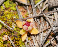 Caryophyllales