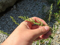 Chenopodium berlandieri