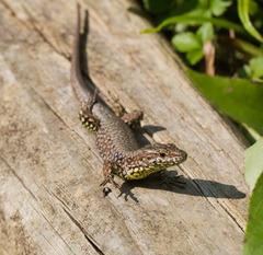 Podarcis muralis maculiventris