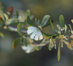 Scaevola spinescens