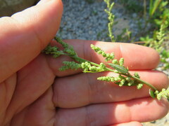 Chenopodium berlandieri