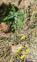 Hieracium sabaudum