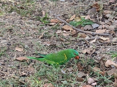 Trichoglossus chlorolepidotus