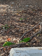 Trichoglossus chlorolepidotus