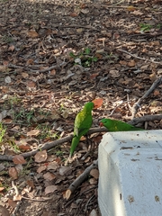 Trichoglossus chlorolepidotus