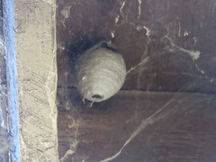 Dolichovespula maculata