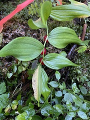 Streptopus lanceolatus