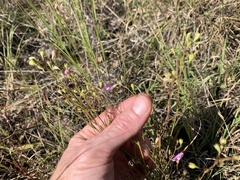 Agalinis decemloba