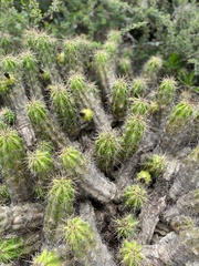 Cactoideae
