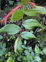 Streptopus lanceolatus